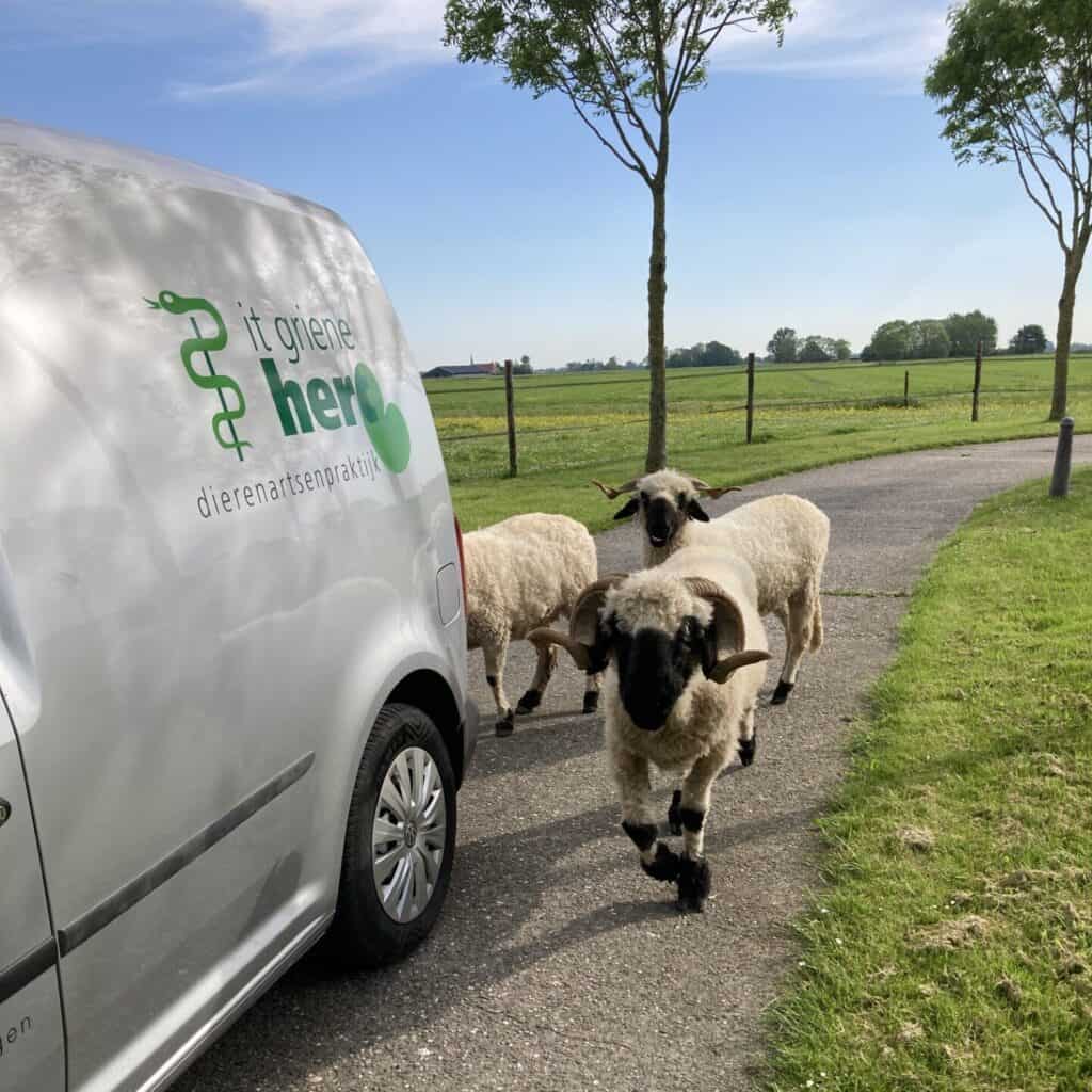 It Griene Hert - onderweg
